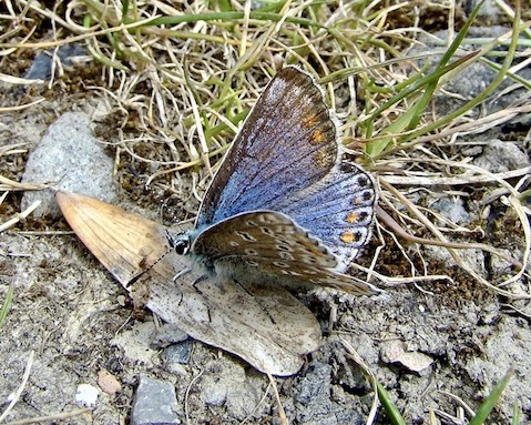 common blue (blue form female)